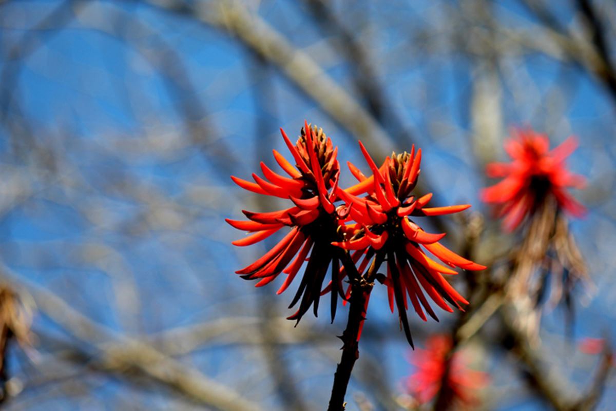Planta Mulungu
