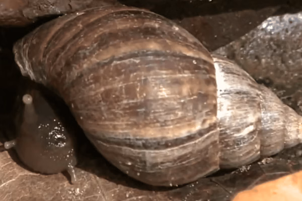 Caramujo africano 1