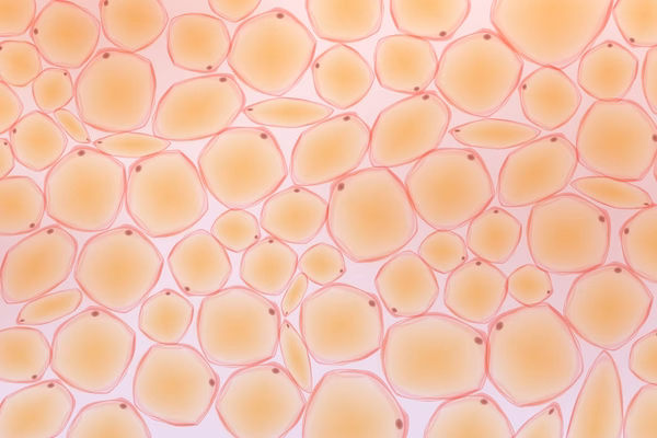 Celula de gordura 1
