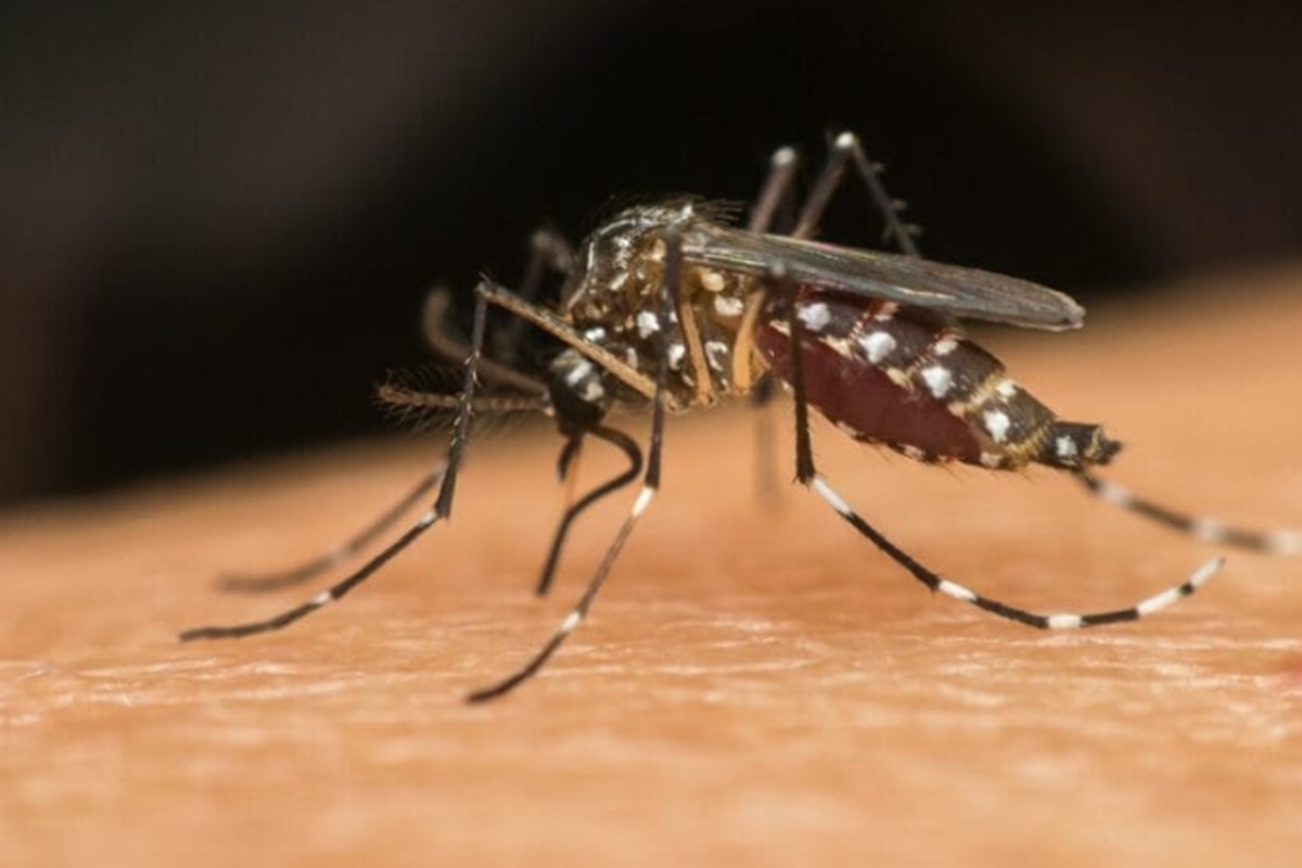 Dengue 7