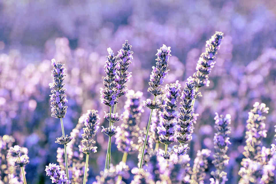 Lavanda 2