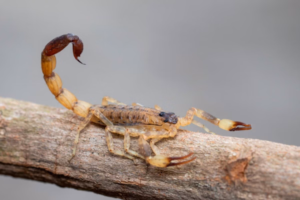 Escorpiao Amarelo