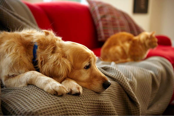 Separar pets e tutores a forca impacta a saude de ambos diz estudo 1