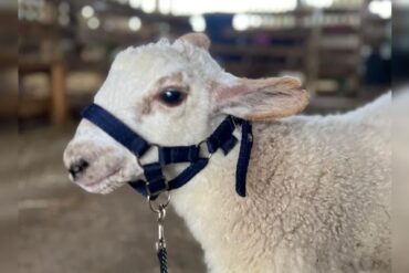 Cordeirinhos bebes diarreia infeccao 3