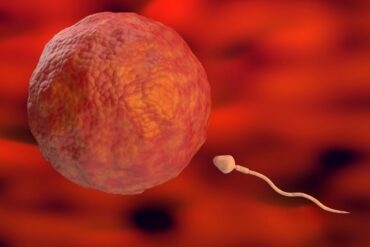 Esperma para a celula de ovo dentro do utero em fertilizacao natural