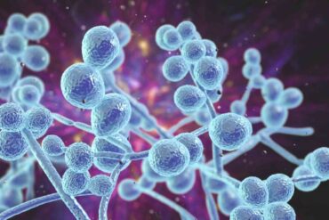 Ilustracao candida albicans e a candidiase vaginal 2 960x540