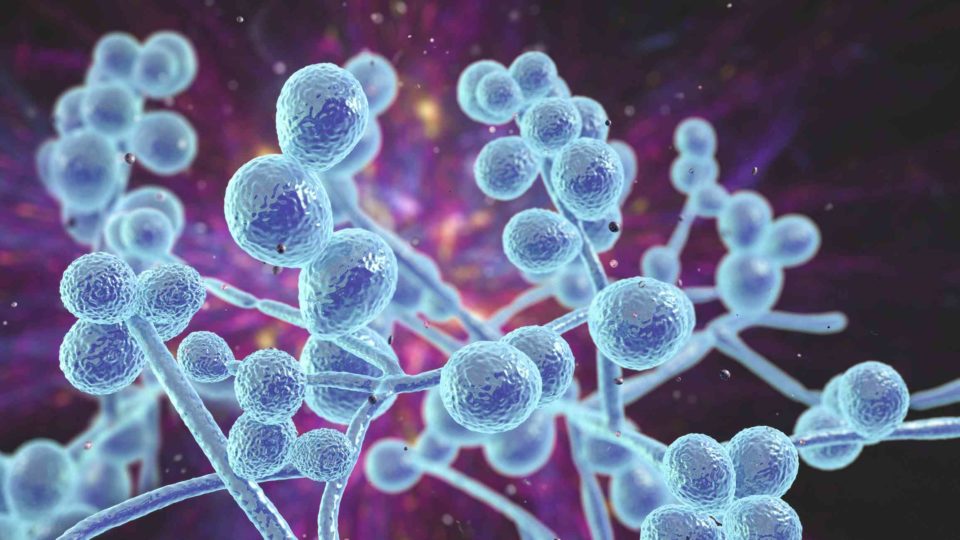 Ilustracao candida albicans e a candidiase vaginal 2 960x540