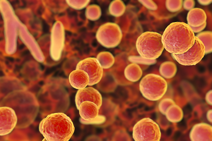 Mycoplasma pneumoniae