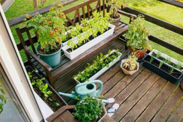 Horta
