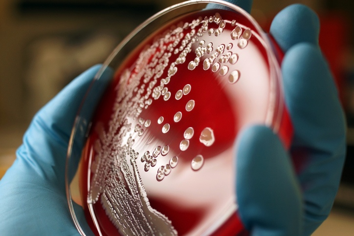 Colonia de bacterias staphylococcus aureus