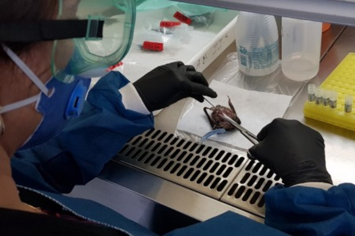 Testes mostraram que o morbillivirus nao infecta facilmente celulas humanas foto luiz gustavo goesipsp