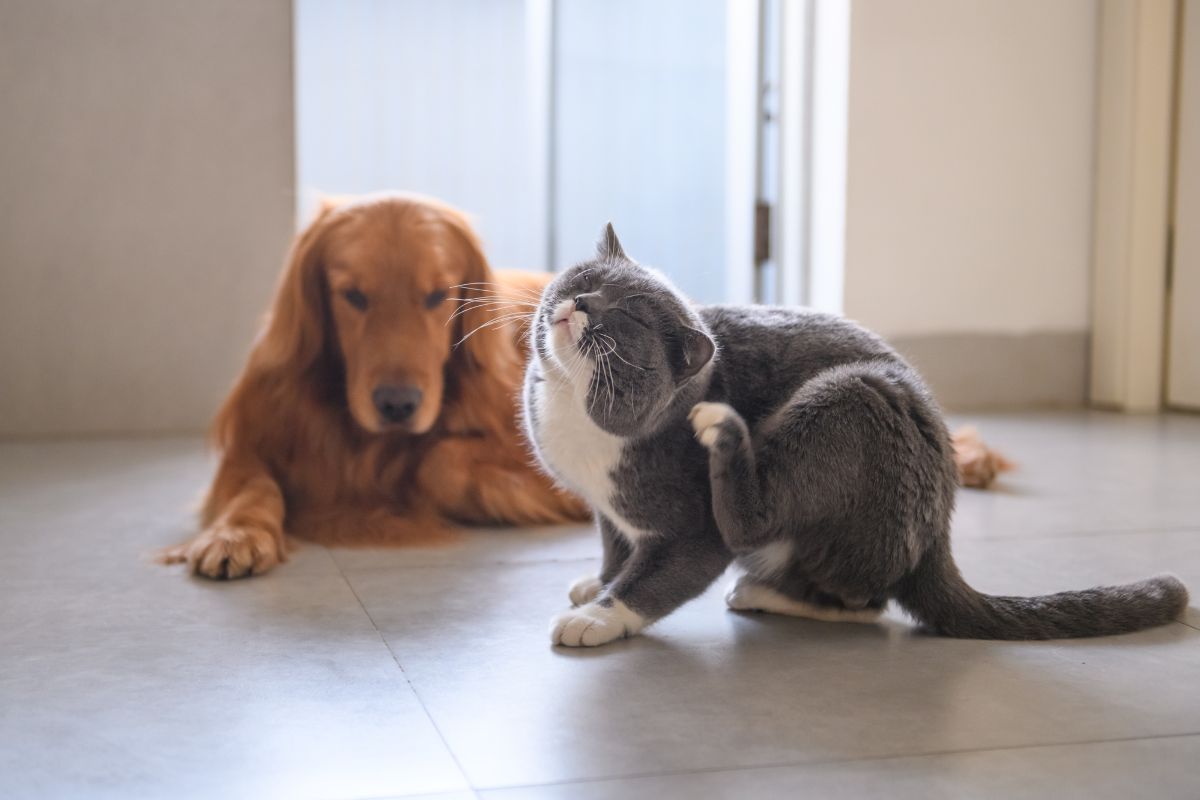 Coceira em cachorro e gato