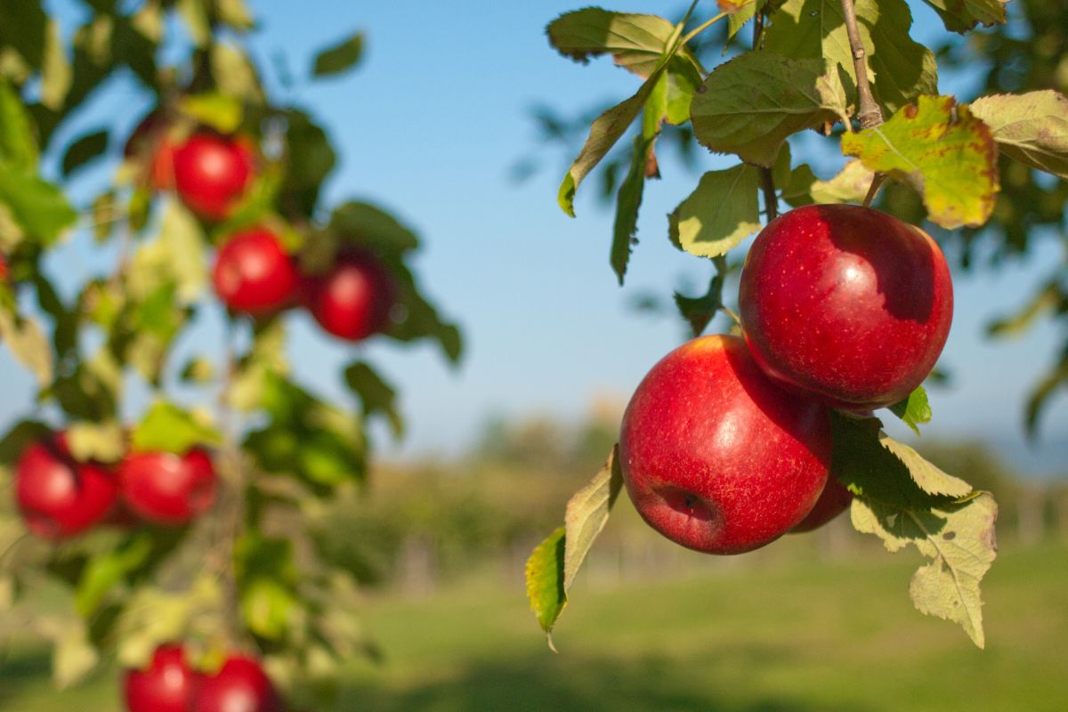 Design sem nome 10 82