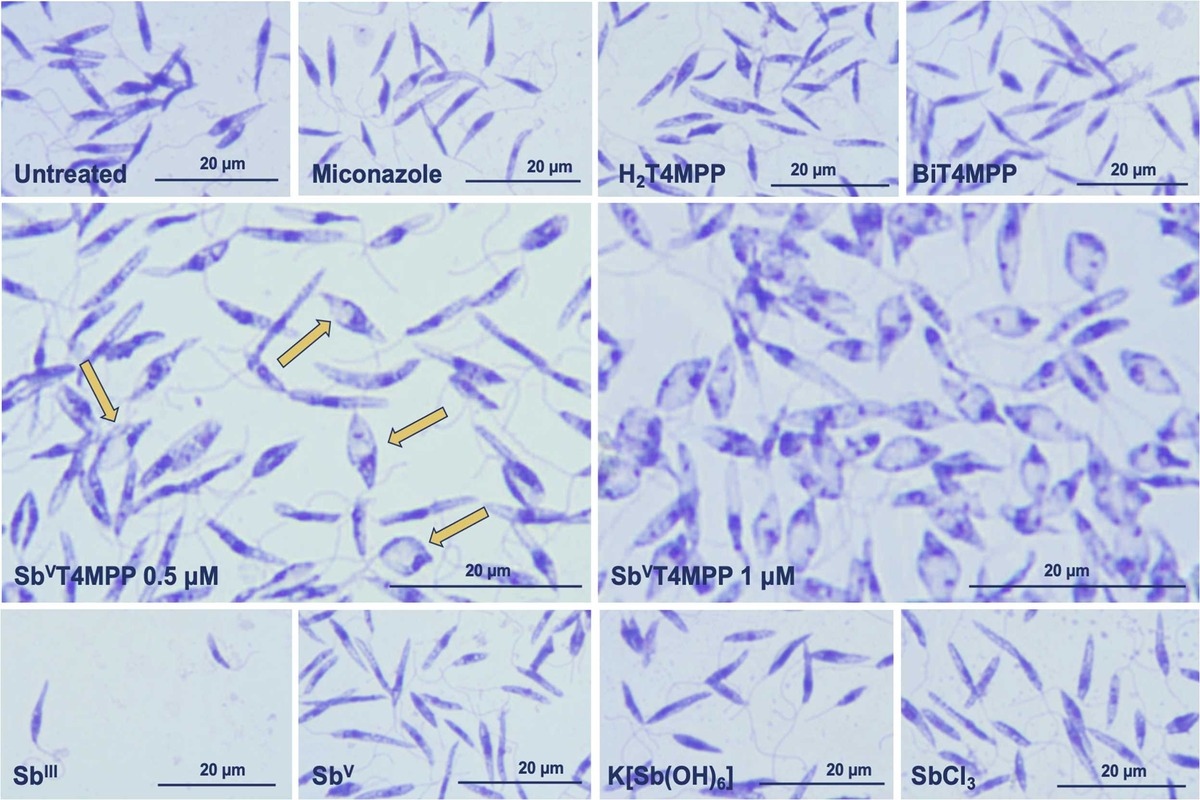 Leishmaniose parasitas