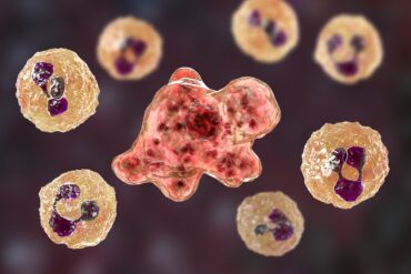 Naegleria fowleri ameba comedora de cerebro