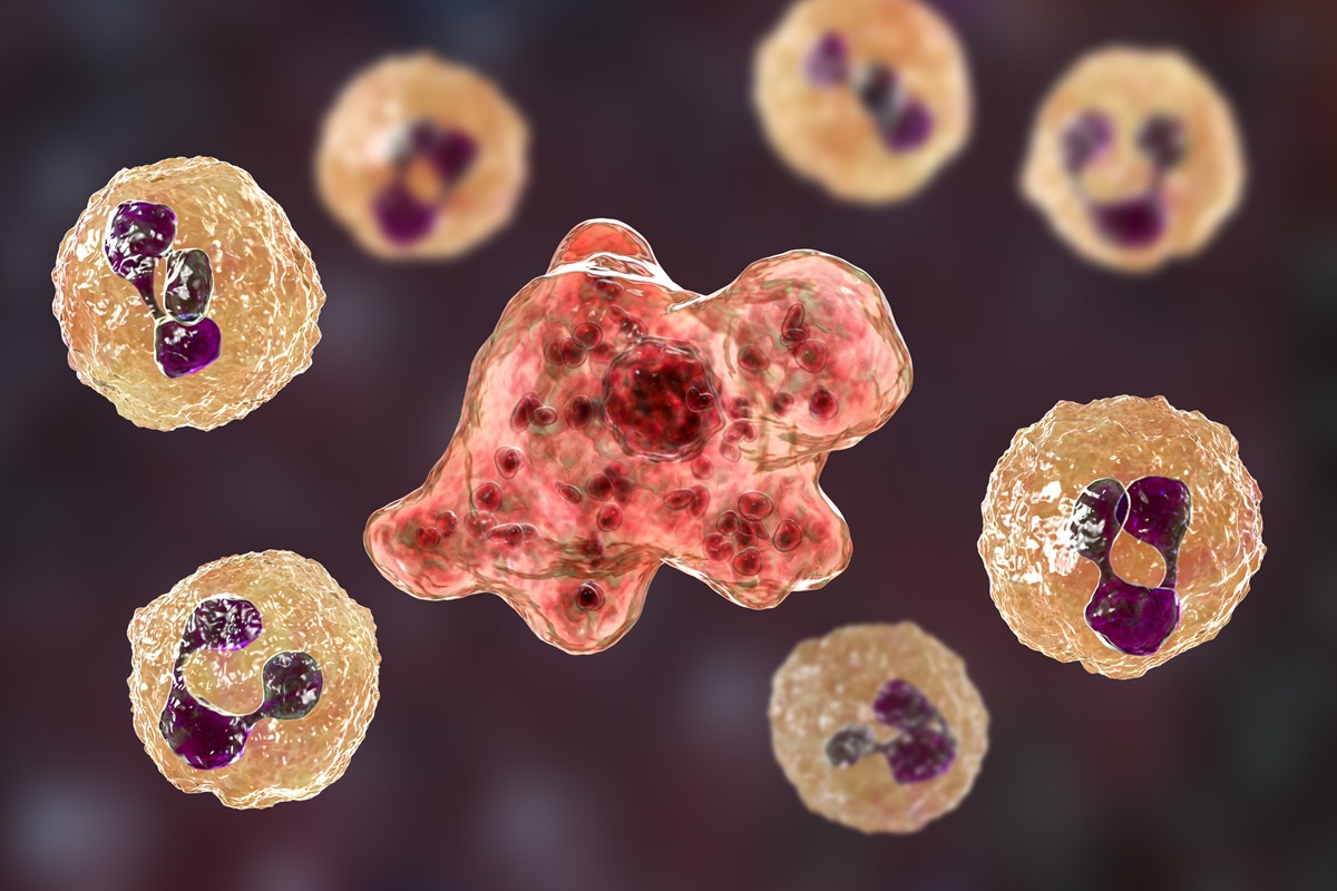 Naegleria fowleri ameba comedora de cerebro