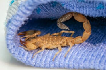 Escorpiao em manga de roupa