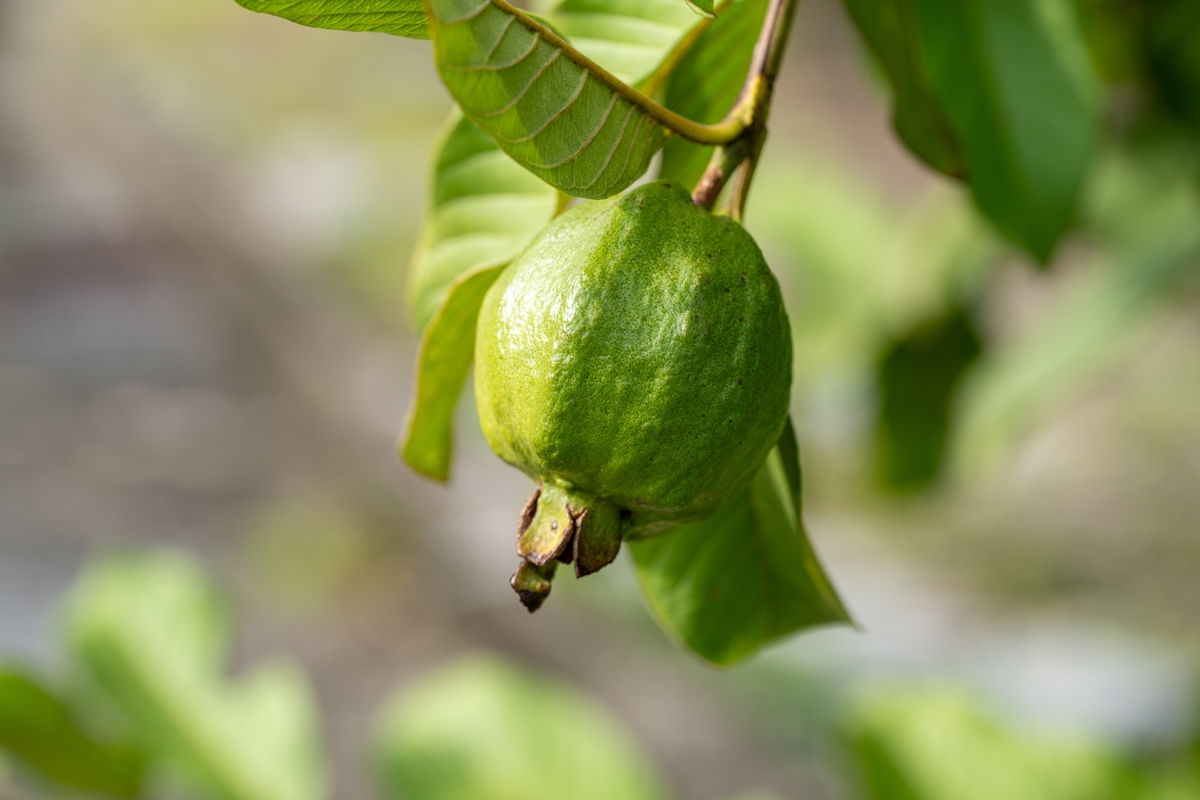 Cha de folha de goiaba materia