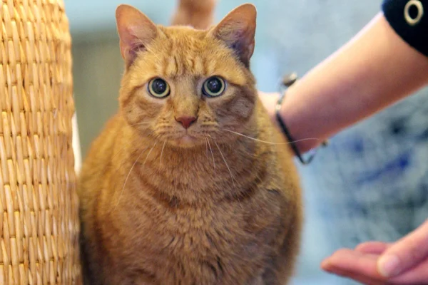 Gettyimages 1731636710