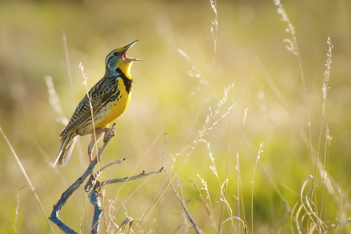 Canto dos passaros materia